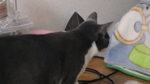 猫動画,Cat video,видео Кошка,Cat-Videos,videos de chat,2012-04-15_011351