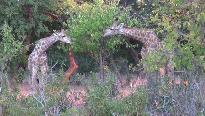 Chobe National Park - Botswana - May 2012