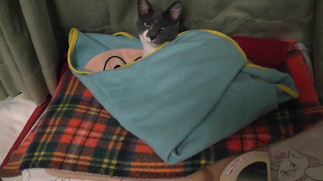 猫動画,Cat video,видео Кошка,Cat-Videos,videos de chat,2011-10-30_011013
