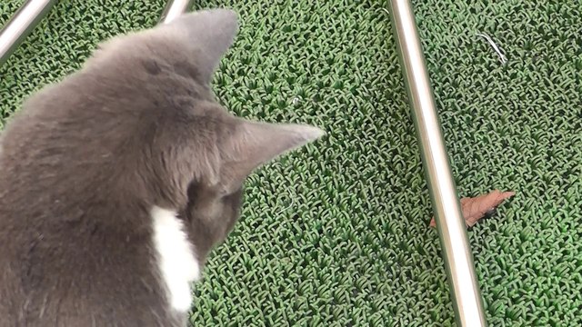 猫動画,Cat video,видео Кошка,Cat-Videos,videos de chat,2011-09-28_135225