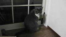 猫動画,Cat video,видео Кошка,Cat-Videos,videos de chat,2011-09-24_192201