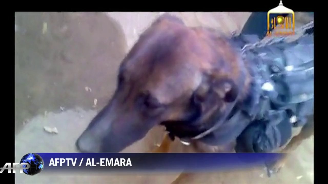 Military dog 'in Afghan Taliban custody'