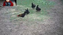animaux