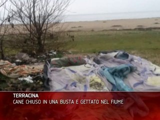 CANE CHIUSO IN UNA BUSTA E GETTATO NEL FIUME TERRACINA