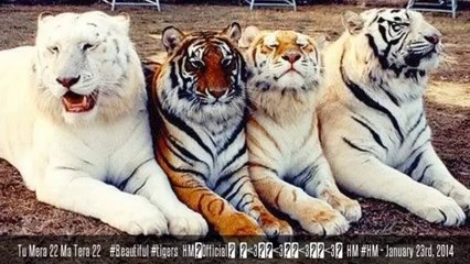 Hämxä HM |  Timeline Photos | Official video