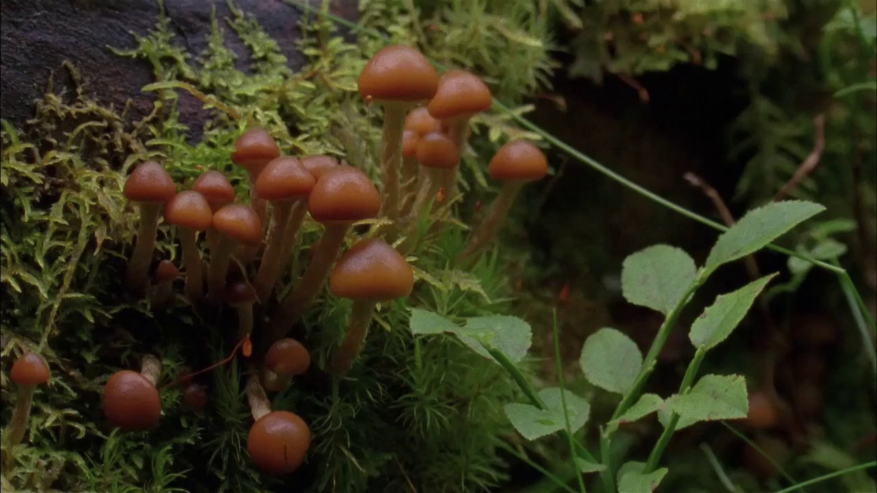 A Spell To Ward Off The Darkness / Un sort pour éloigner les ténèbres (2015) - Trailer