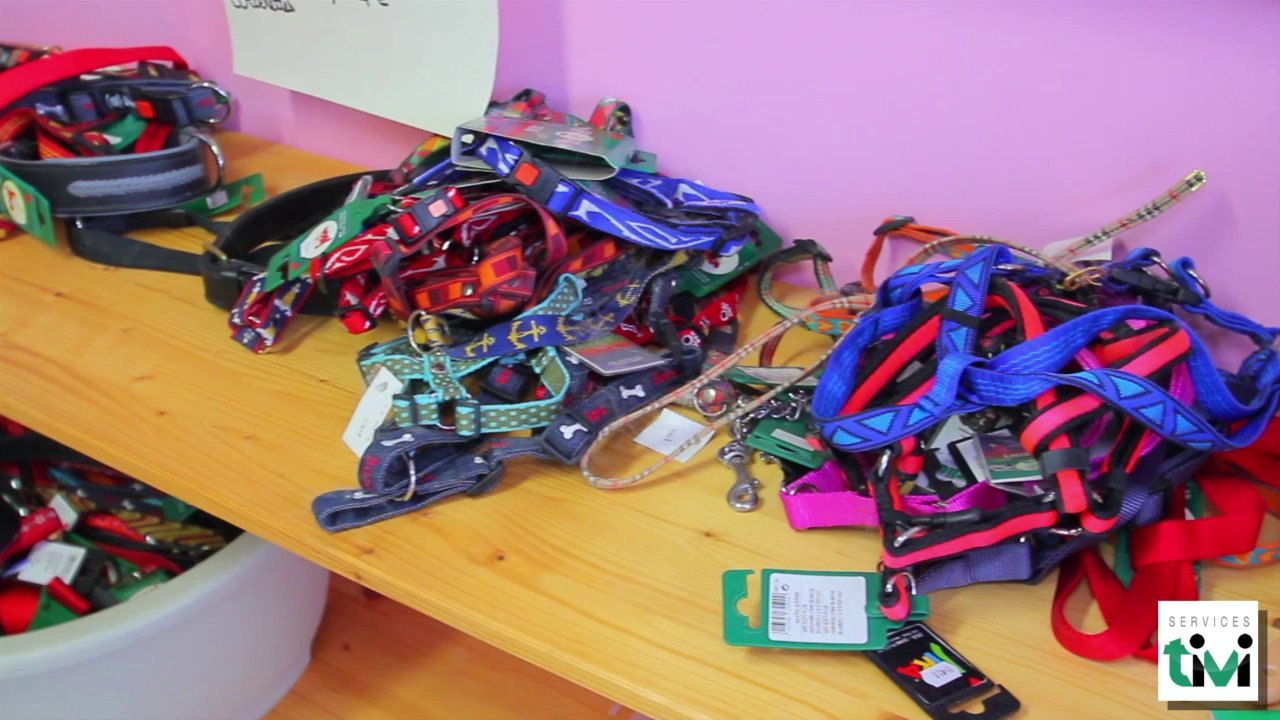 Aux 1001 pattes - Toilettage canin et félin à Yffiniac (22) en Bretagne - TiVi Guide