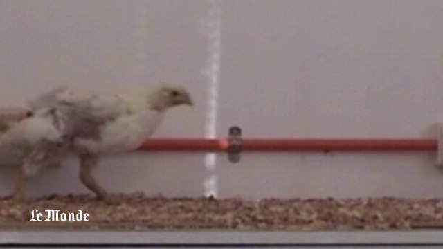 Des poulets munis de prothèses pour étudier la démarche des dinosaures