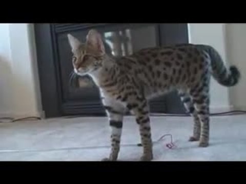 Chat savannah qui saute très haut