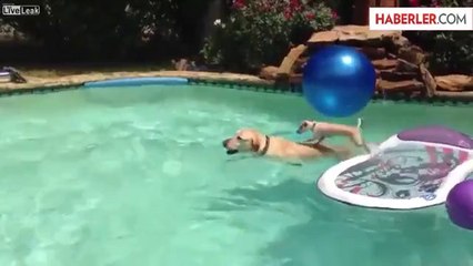 Anne Köpek Yavrusuna Adeta Yüzme Dersi Veriyor
