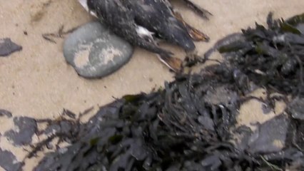 vidéo polution du 06 02 14 la guèrinière