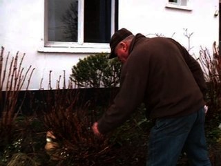 Trafic: l'hortensia substitut du cannabis disparaît des jardins - 07/02
