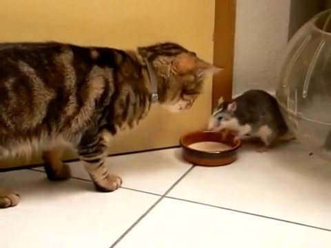 Rat Thief (Rat steals milk from cat) Video