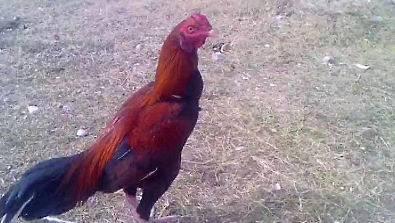 My Murga ,..... JaTT