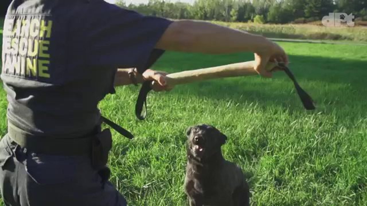Dogs in slow motion! Preview of Dog Park Tales