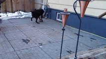 Hilarious Dog Loves to Play With His Rock