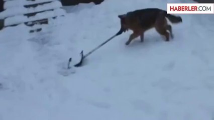 Köpek Karları Ağzındaki Kürekle Temizledi