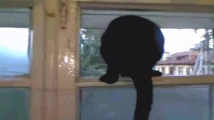 Gato ladrando (vídeos de risa)