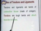 Roles of Tendons and Ligaments