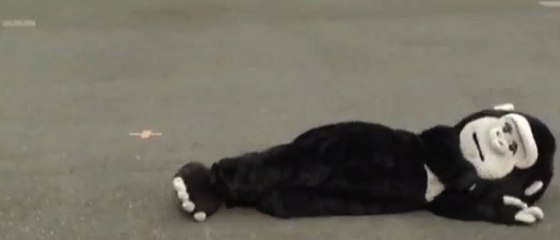 Japon : un drôle d'exercice pour s'entrainer à l'évasion d'un gorille !