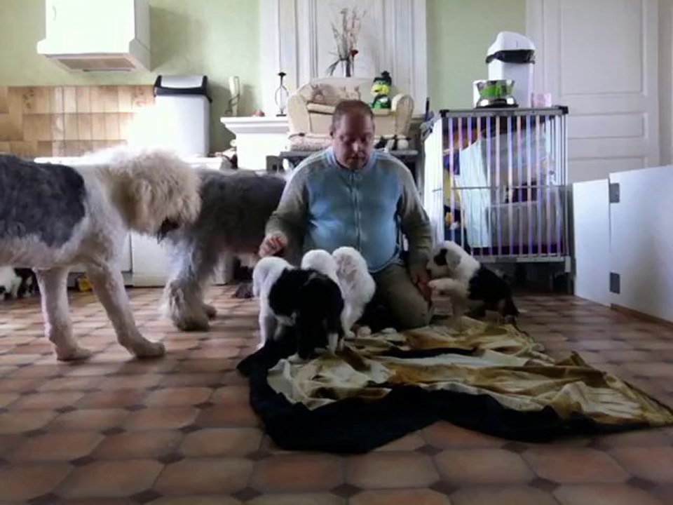 Petit moment d'amour avec les bébés et les grands Bobtails de l'élevage Lords Of Cuzay.