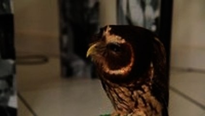 Cute Owl Gives Eskimo Kiss