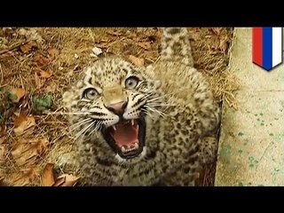 Vladimir Putin's endangered leopard "friend" attacks Olympic reporters in Sochi