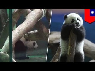 Panda tries to skip work during Lunar New Year