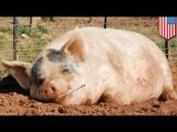Horny screaming pig prompts police call