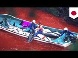 Dolphin slaughter in Japan: hundreds of dolphins killed in Taiji's annual hunt