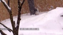 Un Panda géant joue comme un petit fou dans la neige!