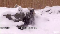 Giant Panda Plays In Blizzard