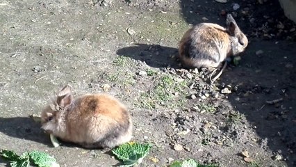 Poil de Carotte et Bambi