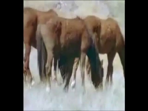 Muzaffer Aktar-Bir ay doğar