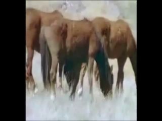 Muzaffer Aktar-Bir ay doğar