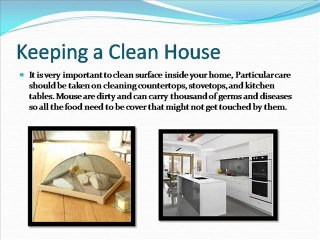  Pest control rats Charleston |  Mice pest control Columbia