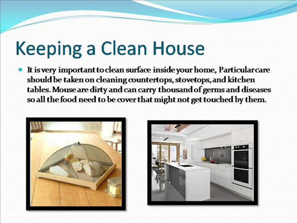  Pest control rats Charleston |  Mice pest control Columbia