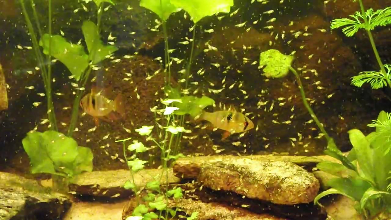 Alevins 07 février 2014