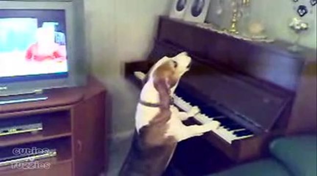 Standing Dog Plays Piano and Sings
