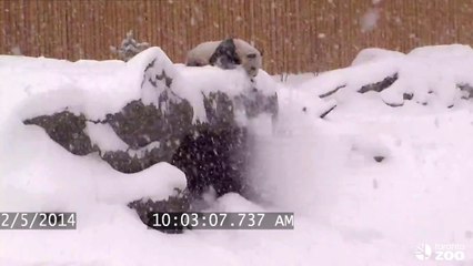 Le Panda de Toronto s'amuse dans la neige