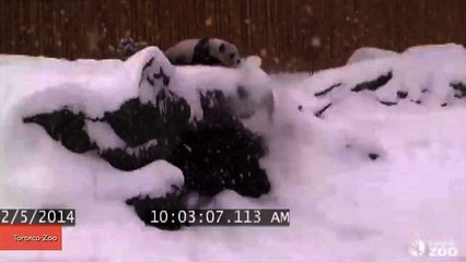 Toronto Zoo Panda Bear Takes Spectacular Fall into a Snowbank