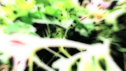 BraunBaum - Steven Norris  /Full Film/Ganzer Film/Complete Movie