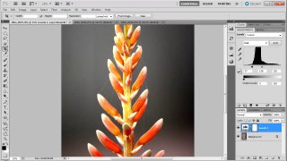 Photoshop: Use Levels Adjustment to Improve Contrast - Tutorial