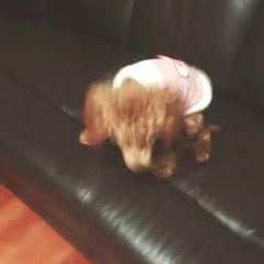 A dogs night out at my place. Lol a doggy meeting. ㅋ