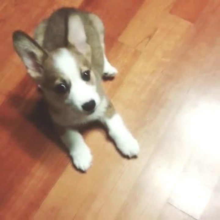 Puppies can sing too.ㅋㅋleo is quite the singer.