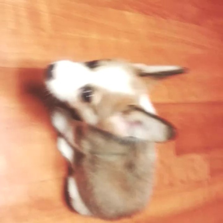 Tokki.... doesnt like to share haha. Let's both chew on it together a little..ㅋ