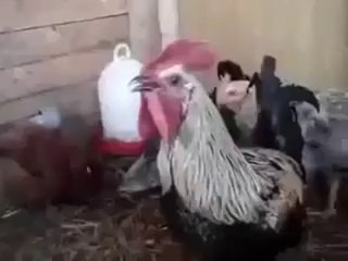 ötme rekoru kıran horoz / Okeyazram , OkeyAzram, Okey Azram