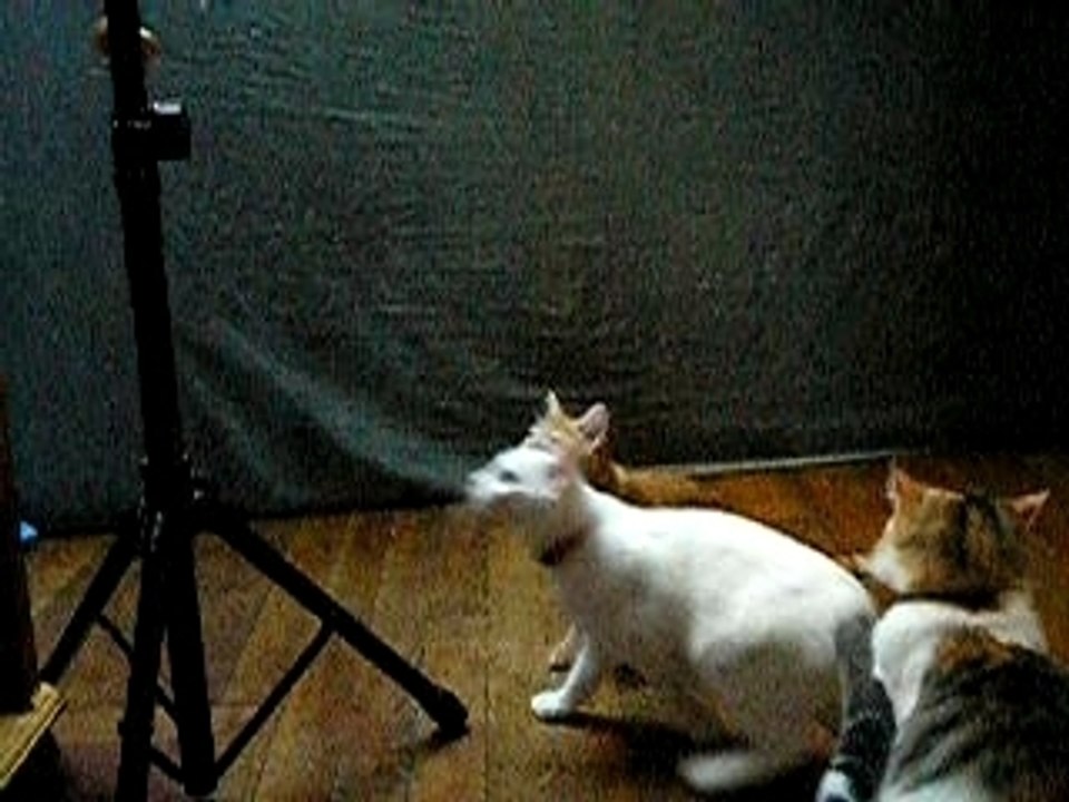 crazy kittens