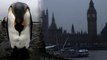 Sad British Penguins Receive Anti-Depressants for Winter Doldrums