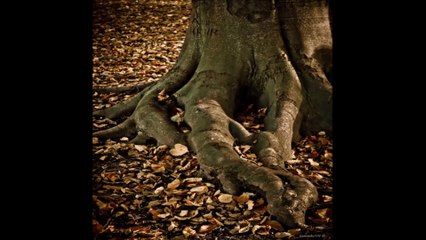 Serioussound Strong Roots "Riddim" Serioussound@outlook.com